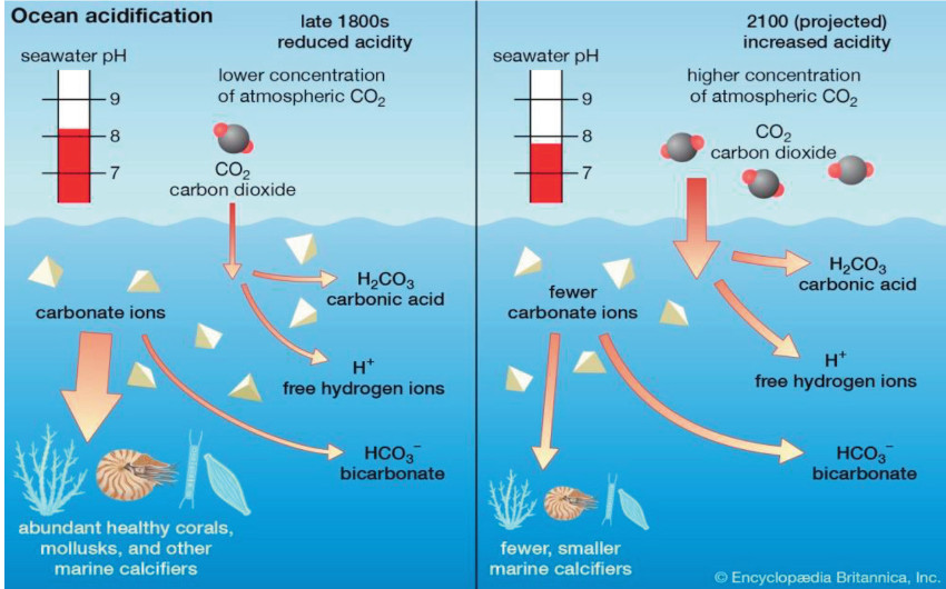 Diagrama que compara el estado de los carbonatos en los océanos