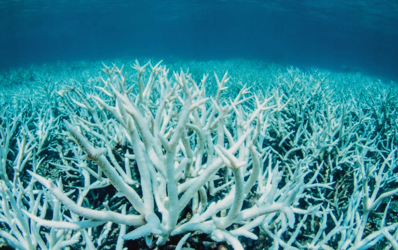 Estructuras calcáreas desnudas y sin vida de corales de la gran barrera australiana