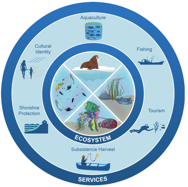 Diagrama que muestra algunos ecosistemas marinos y los servicios que brindan a las comunidades humanas