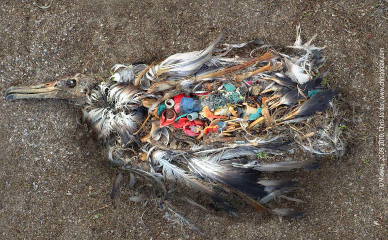 Los albatros mueren por la ingesta accidental de plásticos