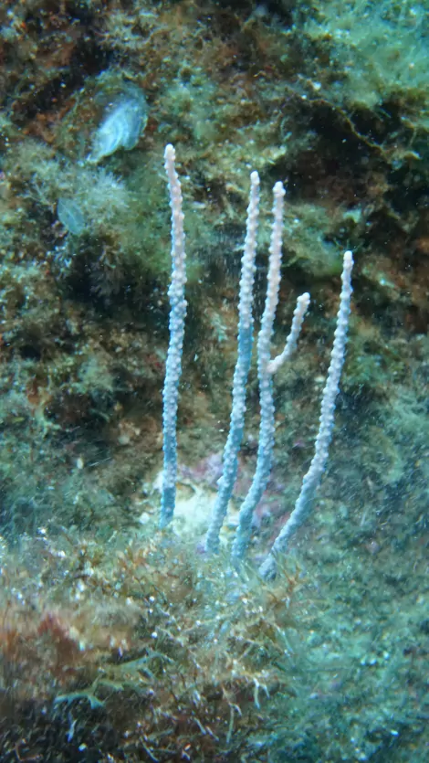 Eunicella singularis, una gorgonia marina perteneciente a la familia Gorgoniidae