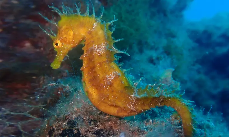 Hippocampus guttulatus (caballito de mar)